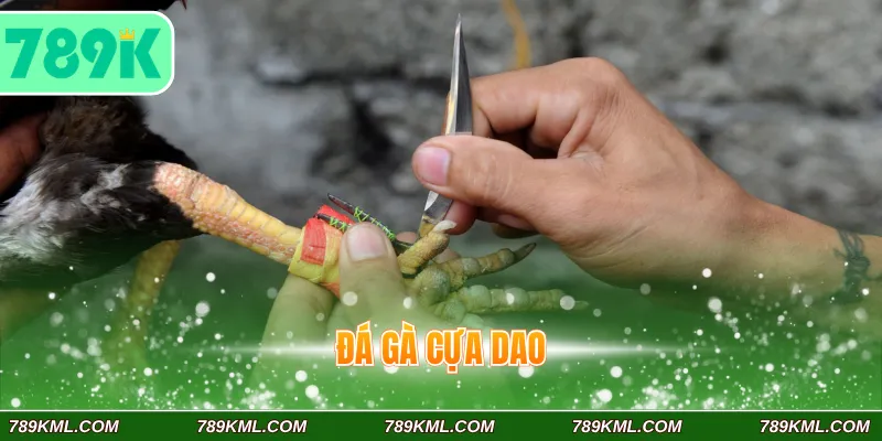 Đá Gà Cựa Dao 789K – Trải Nghiệm Đặt Cược Kịch Tính, Sôi Động 1 Đá gà cựa dao