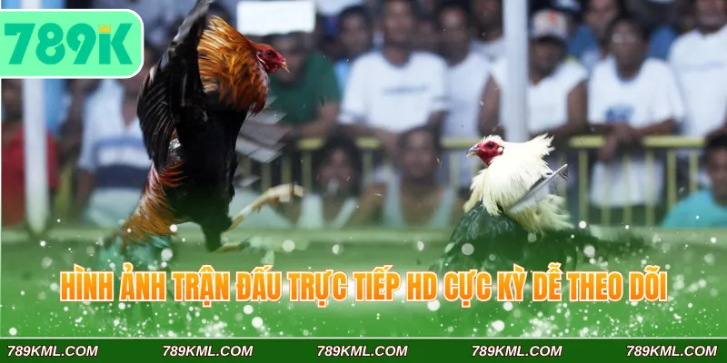 Đá Gà Cựa Dao 789K – Trải Nghiệm Đặt Cược Kịch Tính, Sôi Động 3 Hình ảnh trận đấu trực tiếp HD cực kỳ dễ theo dõi